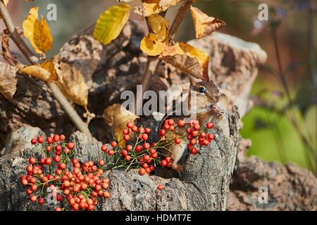 Scoiattolo striado orientale nel vecchio ceppo con frutti di bosco Foto Stock