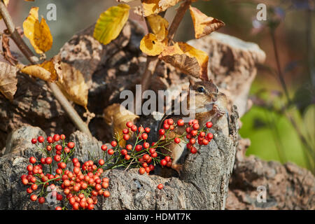 Scoiattolo striado orientale nel vecchio ceppo con frutti di bosco Foto Stock