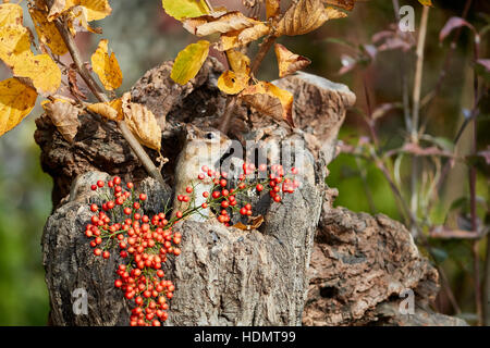 Scoiattolo striado orientale nel vecchio ceppo con frutti di bosco Foto Stock