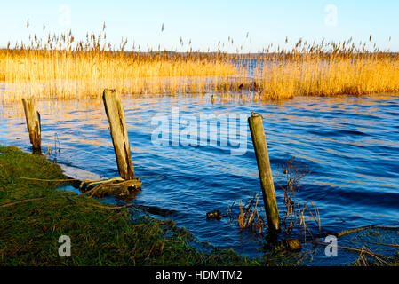 Tre antichi in legno pali di ormeggio in riva con reed bed in background. Foto Stock