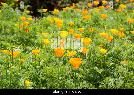 California poppy (Eschscholzia californica), Aka golden papavero, California la luce solare, coppa d'oro pieno di fiori nel giardino, Campos do Jordao, Brasile Foto Stock