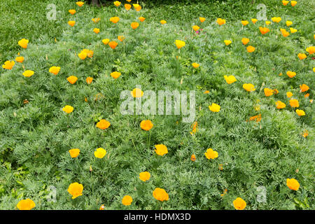 California poppy (Eschscholzia californica), Aka golden papavero, California la luce solare, coppa d'oro pieno di fiori nel giardino, Campos do Jordao, Brasile Foto Stock