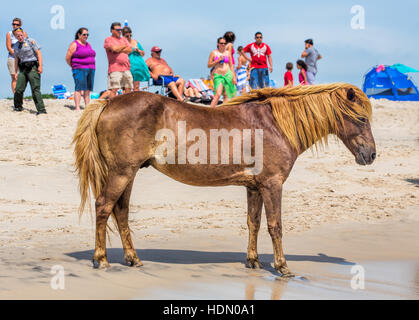 Un pony selvatici, cavallo, di Assateague Island, Maryland, Stati Uniti d'America sulla spiaggia. Ci sono persone sulla spiaggia a guardare il pony. Foto Stock