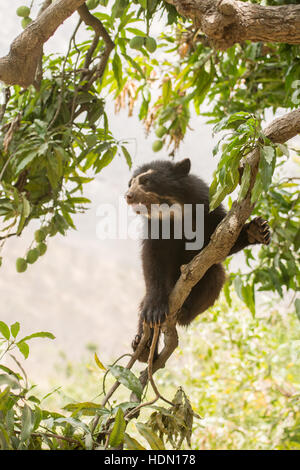 Spectacled peruviana orso o orso andino (Tremarctos ornatus) mostra capacità di spostamento su pendio sul ramo sottile nella struttura ad albero nella parte settentrionale del Perù Foto Stock