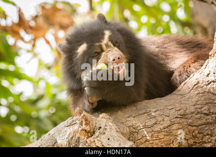 Spectacled peruviana orso o orso andino (Tremarctos ornatus) mangiando un mango in una struttura ad albero Chaparri Riserva nel nord del Perù Foto Stock