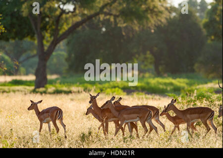 Impala Aepyceros melampus Mana Pools oro dello Zimbabwe Foto Stock