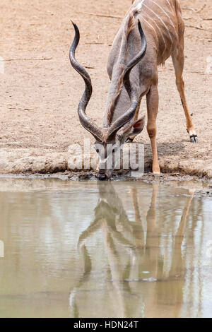 Kudu bull bere Kanga Pan di Mana Pools Corno Grande Foto Stock