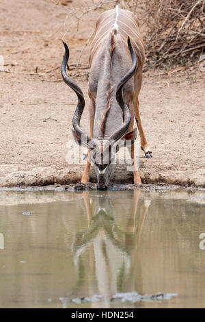 Kudu bull bere Kanga Pan di Mana Pools Corno Grande Foto Stock