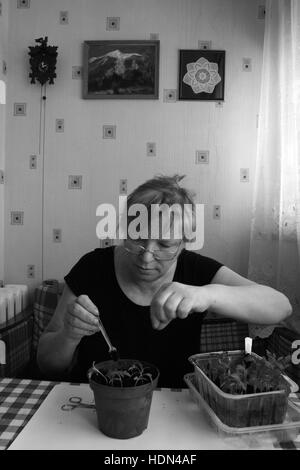 5 aprile 2010 - foto in bianco e nero di senor donna divide le piantine in vasi singoli di ulteriore crescita. Persone reali (credito Immagine: © Igor Golovniov via ZUMA filo) Foto Stock