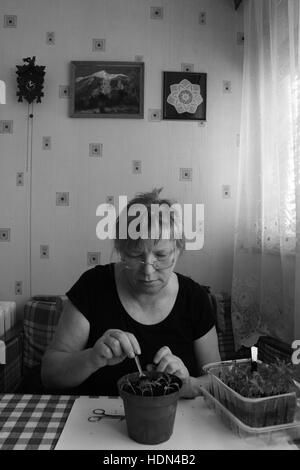 5 aprile 2010 - foto in bianco e nero di senor donna divide le piantine in vasi singoli di ulteriore crescita. Persone reali (credito Immagine: © Igor Golovniov via ZUMA filo) Foto Stock