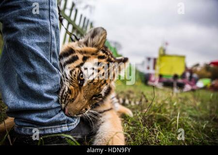 Repubblica ceca. 22 ottobre, 2016. Dietro le scene di vita quotidiana del circus persone nella Repubblica Ceca (Hradec Kralove, Olomouc) © David Tesinsky/ZUMA filo/Alamy Live News Foto Stock