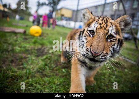 Repubblica ceca. 22 ottobre, 2016. Dietro le scene di vita quotidiana del circus persone nella Repubblica Ceca (Hradec Kralove, Olomouc) © David Tesinsky/ZUMA filo/Alamy Live News Foto Stock