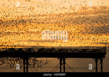 Aberystwyth, Wales, Regno Unito. Xiv Dic, 2016. Regno Unito Meteo: al tramonto su una chiara sera di dicembre, decine di migliaia di storni di scendere a roost per la notte della ghisa gambe di Aberystwyth vittoriana molo sul mare Photo credit: Keith Morris/Alamy Live News Foto Stock