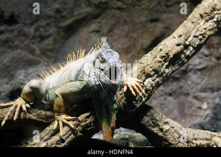 Iguana con bocca aperta sul registro di legno contro lo sfondo di pietra Foto Stock