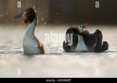 Grande Crested svassi ( Podiceps cristatus ) il corteggiamento giovane emergente dal diving, allevamento fuori dall'acqua, display cat. Foto Stock