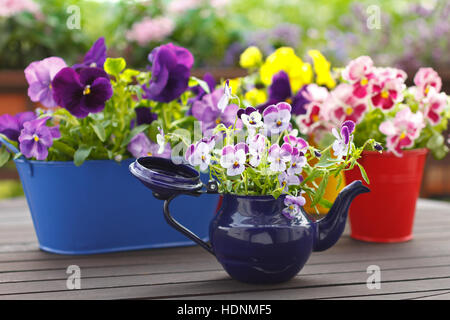 Viola, rosso e giallo pansy fiori in vasi colorati e una vecchia brocca di smalto su una tabella con balcone, spazio copia, sfondo Foto Stock
