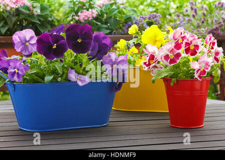 Viola, blu, rosso e giallo pansy Fiori in 3 corrispondente pentole su un balcone tabella, copyspace, sfondo verde Foto Stock