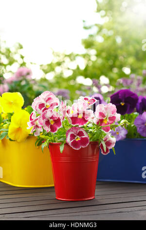 Pansy fiori in tre colori intensi e pentole su un balcone tabella nel sole del mattino, copia o lo spazio di testo, sfondo sfocato Foto Stock