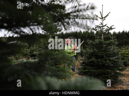 Capo forestale Bobby McKinstray del Blair Drummond tenuta vicino a Stirling, tagli e prepara il Nordmann abete sulla station wagon durante la loro annuale albero di Natale in vendita. Foto Stock