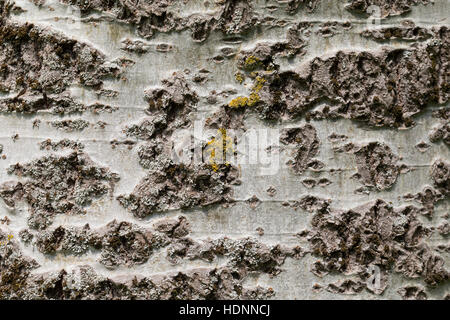 Silber-Pappel, Silberpappel, Pappel, Rinde, Borke, Stamm, Populus alba pioppo bianco, corteccia, la cotenna Foto Stock