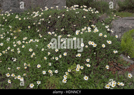 Silberwurz, Weiße Silber-Wurz, Dryas octopetala fo. argentea, Mountain Avens, Dryade à huit pétales Foto Stock