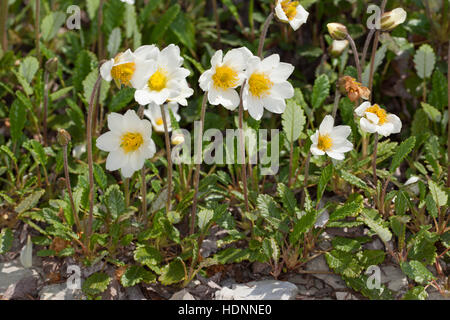 Silberwurz, Weiße Silberwurz, Mehrkronblättrige Silberwurz, Dryas octopetala, Dryas octopetala var. vestita, mountain avens, dryas bianco, bianco dryad Foto Stock