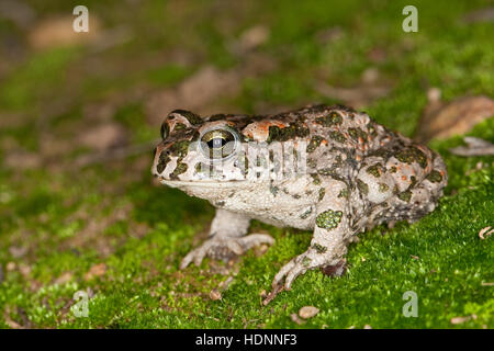 Wechselkröte, Wechsel-Kröte, Grüne Kröte, Bufo viridis, il rospo verde Foto Stock