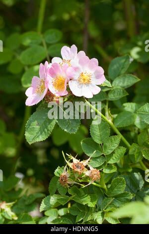 Wein-Rose, Weinrose, Schottische Zaunrose, Rosa, Wildrose, Rosa rubiginosa, syn. Rosa eglanteria, Sweet Briar, Eglantine Rose Foto Stock