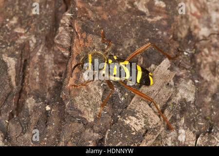 Gemeiner Widderbock, Echter su Widderbock, Widder-Bock, Clytus arietis, Mimikry, Mimikri wegen Wespenähnlicher Zeichnung, wasp beetle Foto Stock