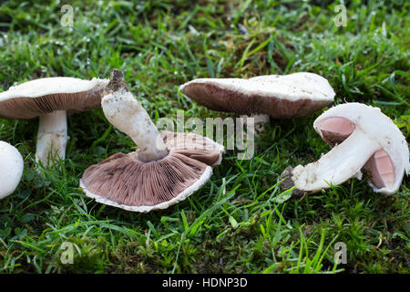 Wiesen-Champignon, Wiesenchampignon, Feldegerling, Wiesenegerling, Feld-Egerling, Wiesen-Egerling, Champignon, champignon, Champignion, Champignions, Foto Stock