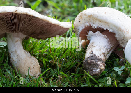 Wiesen-Champignon, Wiesenchampignon, Feldegerling, Wiesenegerling, Feld-Egerling, Wiesen-Egerling, Champignon, champignon, Champignion, Champignions, Foto Stock