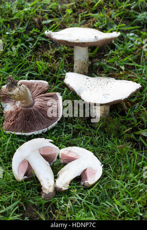 Wiesen-Champignon, Wiesenchampignon, Feldegerling, Wiesenegerling, Feld-Egerling, Wiesen-Egerling, Champignon, champignon, Champignion, Champignions, Foto Stock