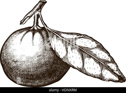 Arancio mandarino Citrus ramo con foglie. Disegnato a mano set botanico frutti, rami e . Illustrazione Vettoriale