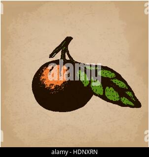 Arancio mandarino Citrus ramo con foglie. Disegnato a mano set botanico frutti, rami e . Illustrazione Vettoriale