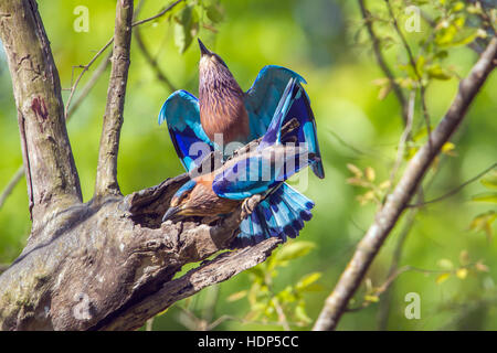 Rullo indiano Bardia national park, Nepal ; specie Coracias benghalensis famiglia di Coraciidae Foto Stock