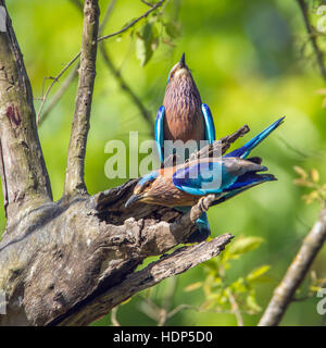 Rullo indiano Bardia national park, Nepal ; specie Coracias benghalensis famiglia di Coraciidae Foto Stock