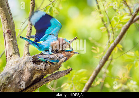 Rullo indiano Bardia national park, Nepal ; specie Coracias benghalensis famiglia di Coraciidae Foto Stock