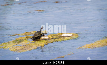 Indian softshell turtle a Bardia national park, Nepal ; specie Aspideretes gangeticus famiglia di Trionychidae Foto Stock