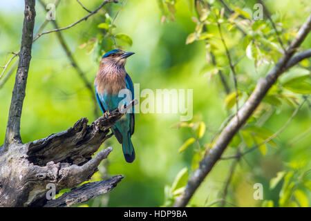 Rullo indiano Bardia national park, Nepal ; specie Coracias benghalensis famiglia di Coraciidae Foto Stock