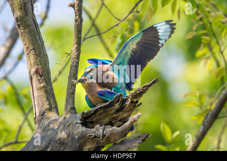 Rullo indiano Bardia national park, Nepal ; specie Coracias benghalensis famiglia di Coraciidae Foto Stock