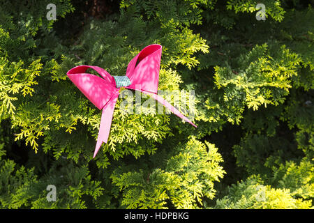 Pink Bow tie su thuja o Arborvitae orientali (Thuja orientalis) nel giardino, come decorazione di Natale, Campos do Jordao, Stato di Sao Paulo, Brasile Foto Stock