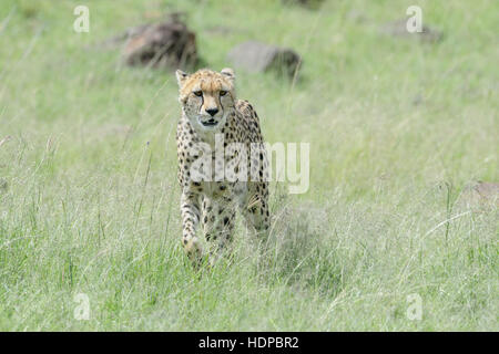 Ghepardo (Acinonix jubatus) camminando sulla savana, il Masai Mara riserva nazionale, Kenya Foto Stock