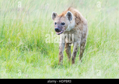 Spotted hyena (Crocuta crocuta) sulla savana, il Masai Mara riserva nazionale, Kenya Foto Stock