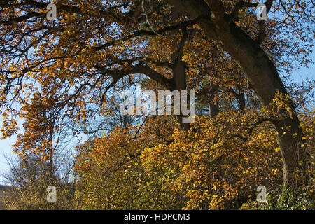 Coppia alberi di quercia con le loro foglie in brillante colore di autunno in una bella giornata con cielo blu, Berkshire, Novembre Foto Stock