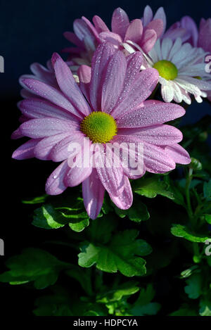 Rosa violetto Osteosperumum Fiore Margherita con gocce di rugiada Foto Stock