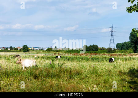 Il pascolo di bestiame in un prato sul Walthamstow paludi, Londra, Regno Unito, un pilone di elettricità e linee di alimentazione in background Foto Stock