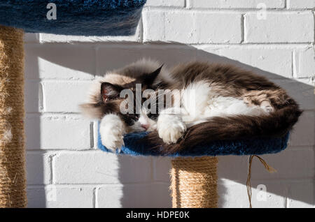 Un adulto gatto Ragdoll crogiolarsi nella luce solare in ambienti interni Foto Stock