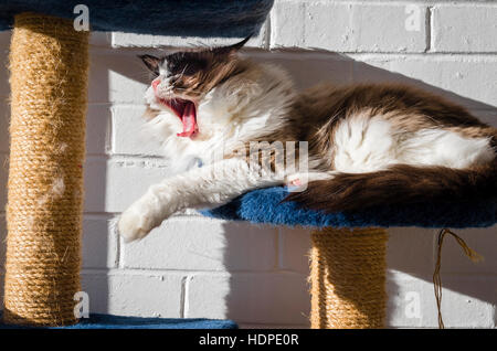Un grande sbadiglio. Un gatto Ragdoll appoggiato su una piattaforma tower al sole in ambienti interni Foto Stock