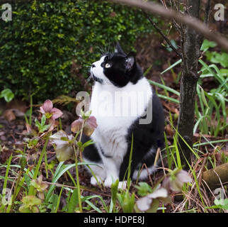 Maschio, bianco e nero, a pelo corto, il gatto domestico seduto in un giardino cottage a guardare l'inizio di una molla con doccia a pioggia. Foto Stock