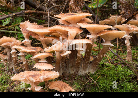 Chiodino o Boot-lace fungo Armillaria mellea. Crescendo su vecchio marciume ceppo di albero. Sussex, Regno Unito. Novembre Foto Stock